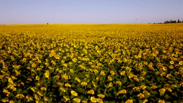 Big Beautiful Field Blooming Sunflowers Horizon Blue Sky Summer Sunlight — Stock Video