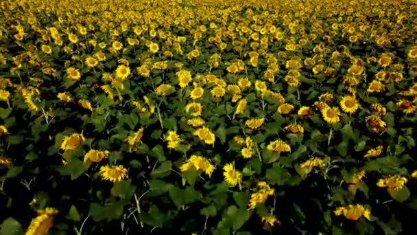 Virágzó Napraforgók Mezeje Nyári Napsütésben Virágzó Napraforgó Élénk Sárga Virágai — Stock videók