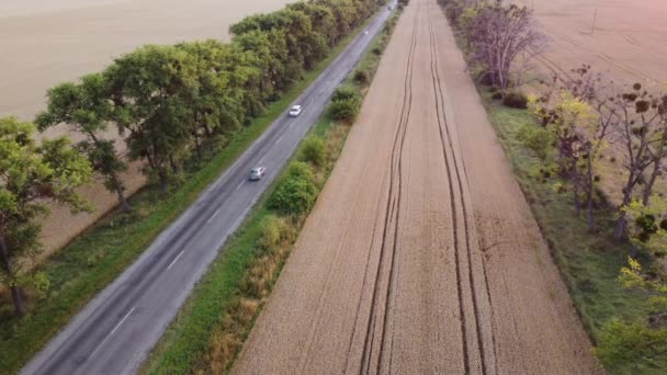 Estrada Rodoviária Carros Condução Árvores Entre Áreas Semeadas Amadurecido Trigo — Vídeo de Stock