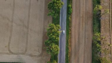 Cars driving the road with trees between large fields of yellow ripened wheat in summer. Agricultural agrarian industrial landscape. Harvest ripe mature crop scenery. Aerial drone view. Top view.