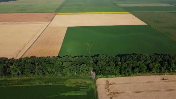 Agricultural Fields Yellow Green Agricultural Fields Ripe Wheat Other Different — Stock videók