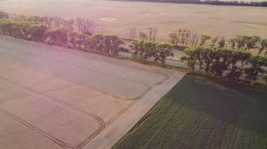 Large wheat fields, road, moving cars, trees and pink sun glare on summer evening. Agricultural industrial landscape. Agrarian fields of yellow mature ripe wheat. Wheat crop harvest. Aerial drone view