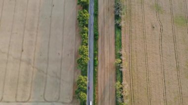 Cars driving the road with trees between large fields of yellow ripened wheat in summer. Agricultural agrarian industrial landscape. Harvest ripe mature crop scenery. Aerial drone view. Top view.