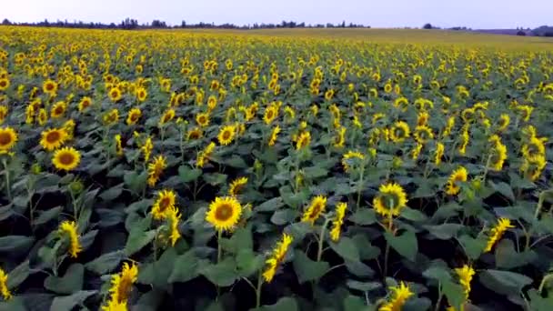 Sunflower Field Large Field Blooming Sunflowers Flying Flowers Blooming Sunflowers — Video