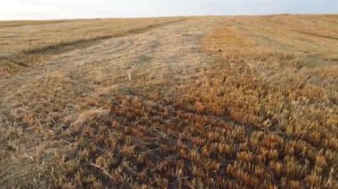Field yellow dry stems from mowed harvested wheat on summer. Cut stems of grain ears. Mowed wheat fields. Field of mowed spike of cereals. Field harvest, harvesting. Agricultural agrarian hayfield