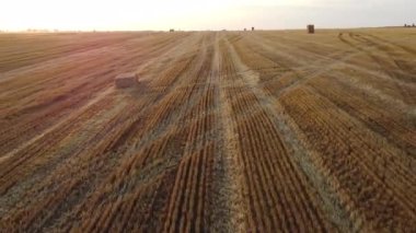 Flying over mowed stalks of wheat at sunset dawn in summer. Pink sun glare. Straw stacks. Field yellow dry stems from mowed harvested wheat. Agricultural agrarian landscape.Harvest harvesting hayfield