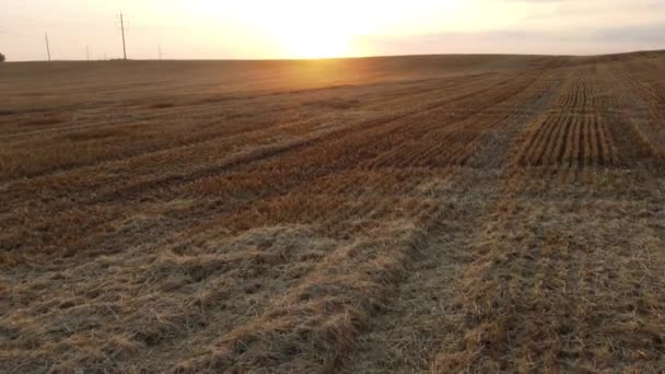 夏天黄昏时分飞越修剪过的麦穗 夕阳西下 稻草堆栈 枯黄的田野源于收割的小麦 农业用地 收获麦田 — 图库视频影像
