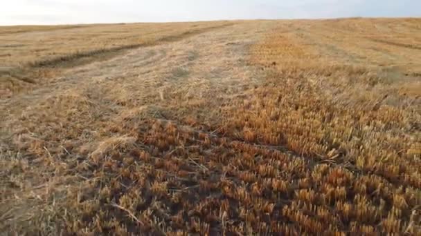 Field Yellow Dry Stems Mowed Harvested Wheat Summer Cut Stems — Stok video