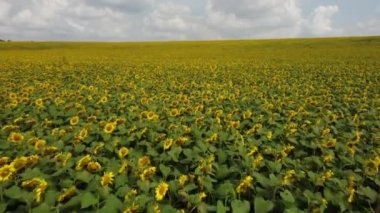 Büyük ayçiçeği tarlası. Güneşli yaz gününde olgun ayçiçeklerinin olduğu büyük bir tarla. Olgun sarı ayçiçeği tarlası. Güneş kreminin endüstriyel yetiştirilmesi. Tarım alanı. Hava aracı görünümü