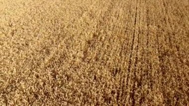Wheat field. Field ears spikes of ripe wheat. Golden ripened wheat grains. Wheat grain harvest. Agricultural agrarian field. Harvesting land. Growing cultivation agricultural crops. Aerial drone view