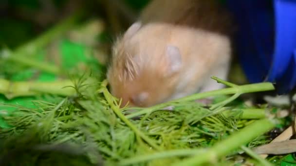 Little Hamster Eating Green Grass Small Hamster Closed Eyes Mole — 비디오
