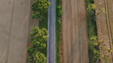 Cars driving the road with trees between large fields of yellow ripened wheat in summer. Agricultural agrarian industrial landscape. Harvest ripe mature crop scenery. Aerial drone view. Top view.