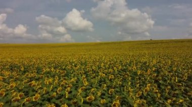 Beautiful landscape field of sunflowers,sky, white clouds on summer sunny day. Many flowers of blooming sunflowers in large field of sunflowers. Sunflower crop harvest. Hill skyline. Aerial drone view