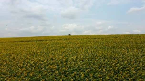 Beautiful Landscape Field Sunflowers Sky White Clouds Summer Day Many — Video