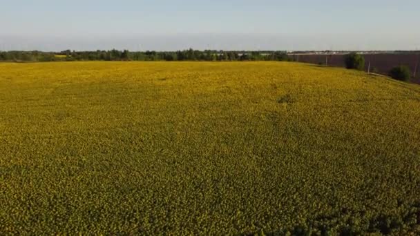 Agricultural Agrarian Landscape Large Field Blooming Sunflowers Brown Plowed Field — Video