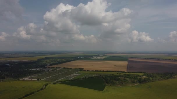 Fehér Felhők Gyors Mozgása Égen Virágzó Napraforgók Különböző Zöld Agroipari — Stock videók