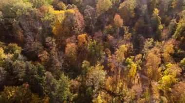 Flying over trees with yellow and green leaves in a park with dirt paths and people walking on a sunny autumn day. Forest wood woodland nature natural sunlight sunshine. Aerial drone view. Top view.