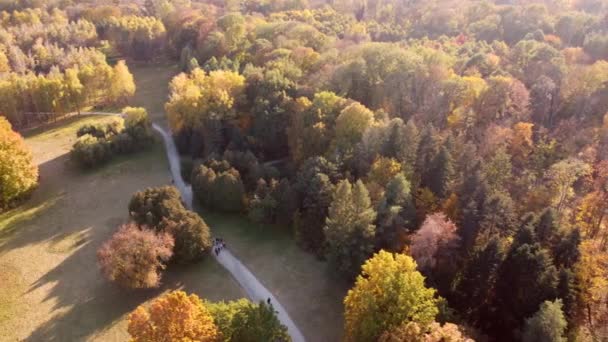 Flying Trees Yellow Green Leaves Park Dirt Paths People Walking — Video