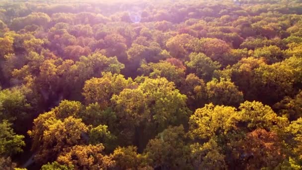 Πετώντας Πάνω Από Κορυφές Δέντρων Κίτρινα Φύλλα Την Ηλιόλουστη Μέρα — Αρχείο Βίντεο