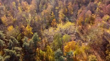 Flying over trees with yellow and green leaves in a park with dirt paths and people walking on a sunny autumn day. Forest wood woodland nature natural sunlight sunshine. Aerial drone view. Top view.