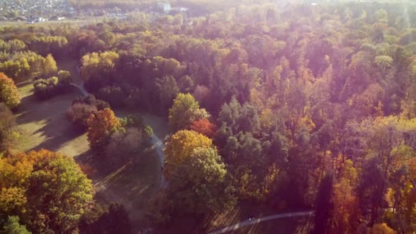 Flying Trees Yellow Green Leaves Park Dirt Paths Sunny Autumn — Vídeo de stock
