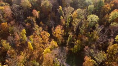 Flying over trees with yellow and green leaves in a park with dirt paths and people walking on a sunny autumn day. Forest wood woodland nature natural sunlight sunshine. Aerial drone view. Top view.