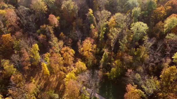 Létání Nad Stromy Žlutými Zelenými Listy Parku Špinavými Cestičkami Lidé — Stock video