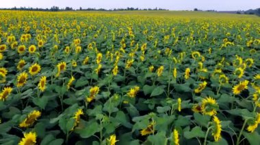 Sunflower field. Large field of blooming sunflowers. Flying over flowers of blooming sunflowers in big field of sunflowers. Industrial cultivation of sunflower. Agricultural agrarian land. Farmland.