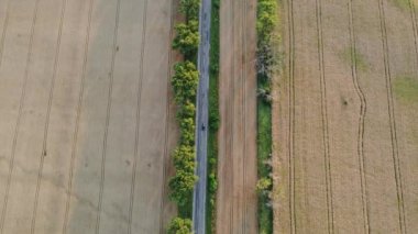 Yazın, büyük sarı buğday tarlaları arasında ağaçlarla yol alan arabalar. Tarımsal tarım endüstrisi manzarası. Hava aracı görüntüsü. Üst Manzara. Olgun hasat mahsulü manzarası.