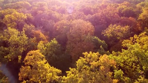 秋天阳光灿烂的日子 黄叶飘过树梢 森林木材林地 有许多树冠的树 红色的太阳光 从上方看 顶部看 空中无人驾驶飞机视图 美丽的自然背景 — 图库视频影像