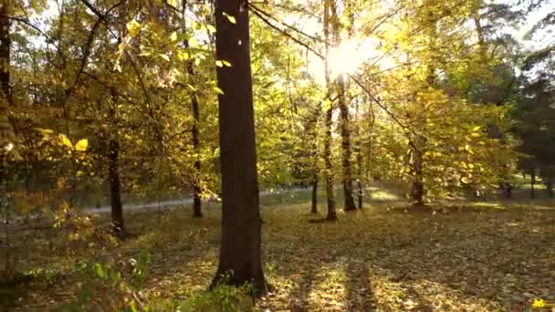 Πετώντας Στο Πάρκο Φθινόπωρο Μεταξύ Των Δέντρων Κλαδιά Κίτρινα Φύλλα — Αρχείο Βίντεο