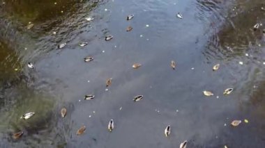 Flying over water surface of lake with swimming ducks in park with trees with yellow falling leaves on sunny autumn day. Many feathered birds ducks. Landscape park. Autumn scenery. Natural background