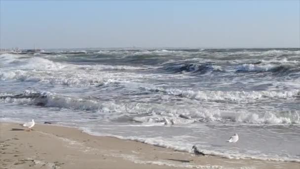 Mar Tempestuoso Ondas Mar Durante Tempestade Correndo Praia Areia Costa — Vídeo de Stock