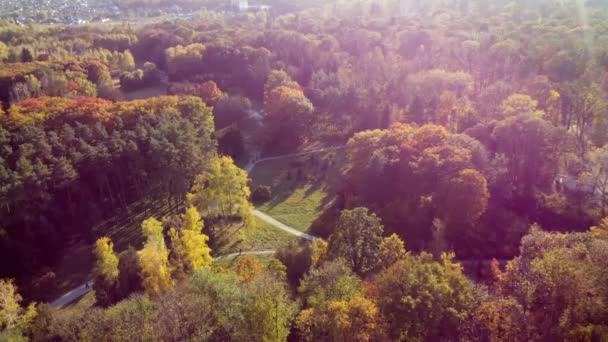 Létání Nad Stromy Žlutými Zelenými Listy Parku Špinavými Cestičkami Slunečného — Stock video