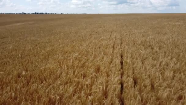 Wheat Field Field Ears Ripe Wheat Cloudy Day Aerial Drone — Αρχείο Βίντεο