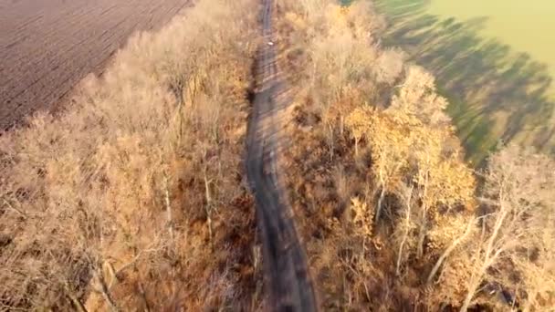 Empty Dirt Country Road Trees Leaves Agricultural Fields Autumn Sunny — Stok video