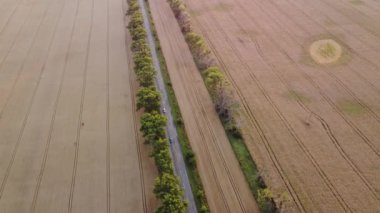 Cars driving the road with trees between large fields of yellow ripened wheat in summer. Agricultural agrarian industrial landscape. Harvest ripe mature crop scenery. Aerial drone view. Top view.