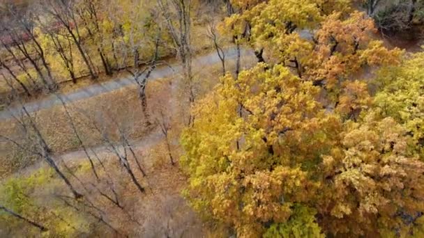 Flying Autumn Park Many Trees Yellow Green Fallen Leaves Lakes — Vídeo de Stock