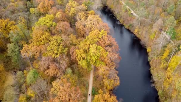 Hermosa Vista Panorámica Parque Otoño Con Árboles Con Hojas Amarillas — Vídeo de stock