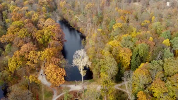 秋天公园的美丽风景 有黄色落叶的树木 还有秋天走在泥泞小径上的人 飞越秋天的公园 顶部视图 — 图库视频影像