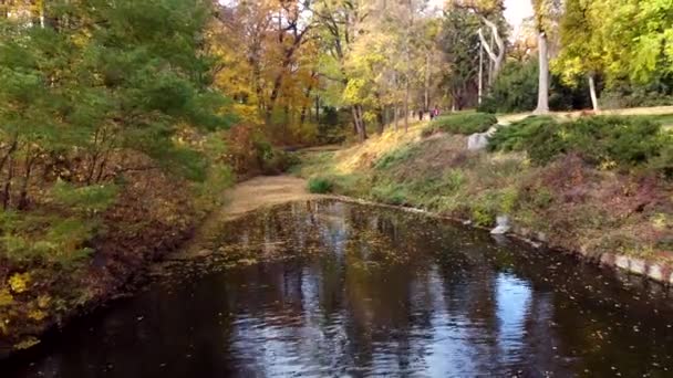 Latanie Nad Powierzchnią Wody Jeziora Kaczkami Parku Drzewami Żółtymi Opadającymi — Wideo stockowe