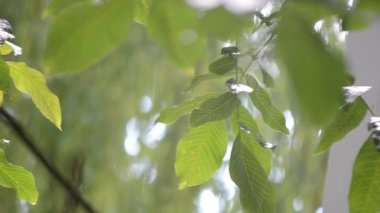 Heavy rain. Drops of heavy rain dripping on large green leaves of tree branch on summer day. Rainfall shower downpour. Weather precipitation. Natural background. Raindrops walnut branch. Rainy weather