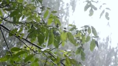 Heavy rain. Drops of heavy rain dripping on large green leaves of tree branch on summer day. Raindrops walnut branch. Rainy weather. Weather precipitation. Natural background. Rainfall shower downpour