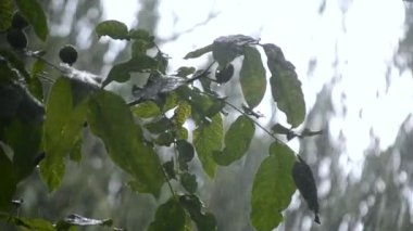 Şiddetli yağmur. Şiddetli yağmur damlaları yaz günü ağaç dallarının büyük yeşil yapraklarına damlıyor. Yağmur damlaları ceviz dalı. Yağmurlu bir hava. Hava durumu yağışı. Doğal arka plan. Sağanak yağmur