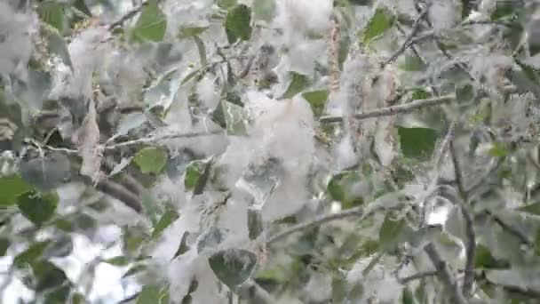 Poplar Blossom Poplar Fluff Fluffy White Poplar Flowers Tree Branch — Stock video