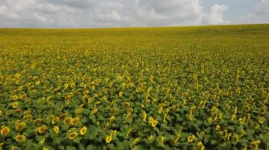 Landscape field of sunflowers,sky, white clouds on a summer day. Sunflower crop harvest. Many flowers of blooming sunflowers in a large field of sunflowers. Hill skyline. Aerial drone view.