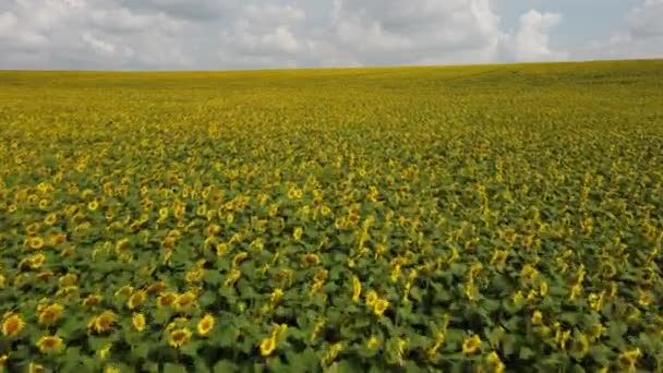 Landscape Field Sunflowers Sky White Clouds Summer Day Sunflower Crop — Stock videók