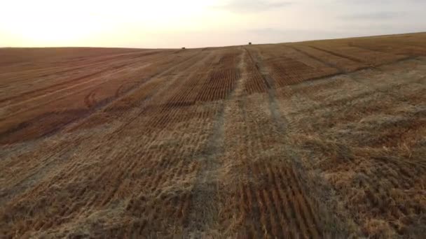 Політ Над Скошеними Стеблами Пшениці Світанку Заходу Сонця Влітку Солом — стокове відео