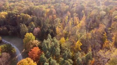 Flying over trees with yellow and green leaves in park with dirt paths and people walking on sunny autumn day. Top view. Forest wood woodland nature natural sunlight sunshine. Aerial drone view.