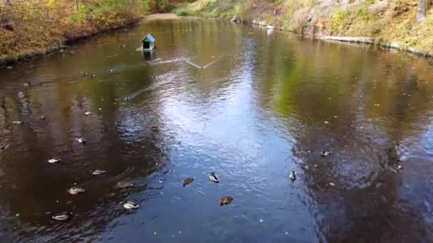 Flying Water Lake Swimming Ducks Park Trees Yellow Falling Leaves — Video